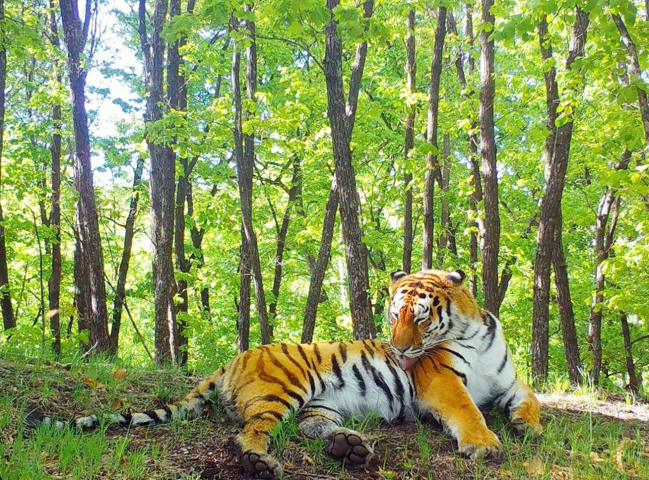 Амурский тигр. Фото: нацпарк 