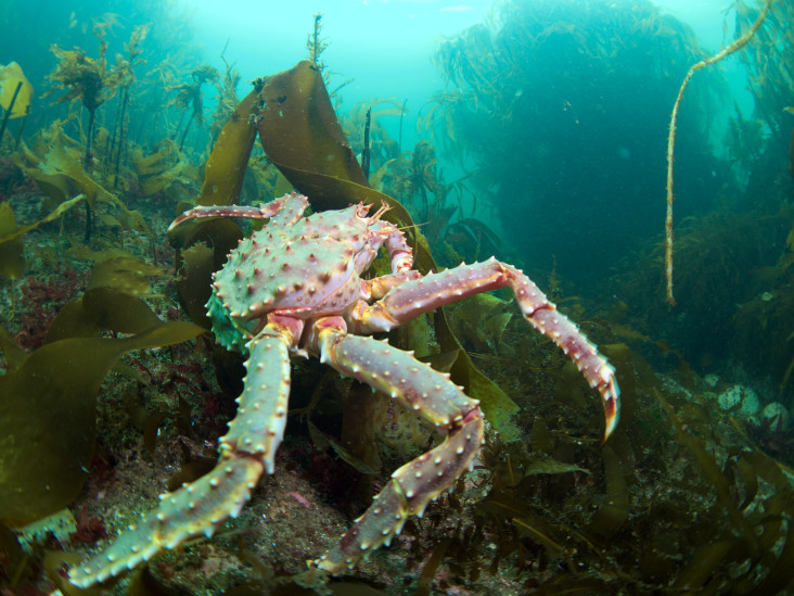 Будни камчатского краба в Арктике. Фото: Егор Никифоров, участник конкурса РГО "Самая красивая страна"