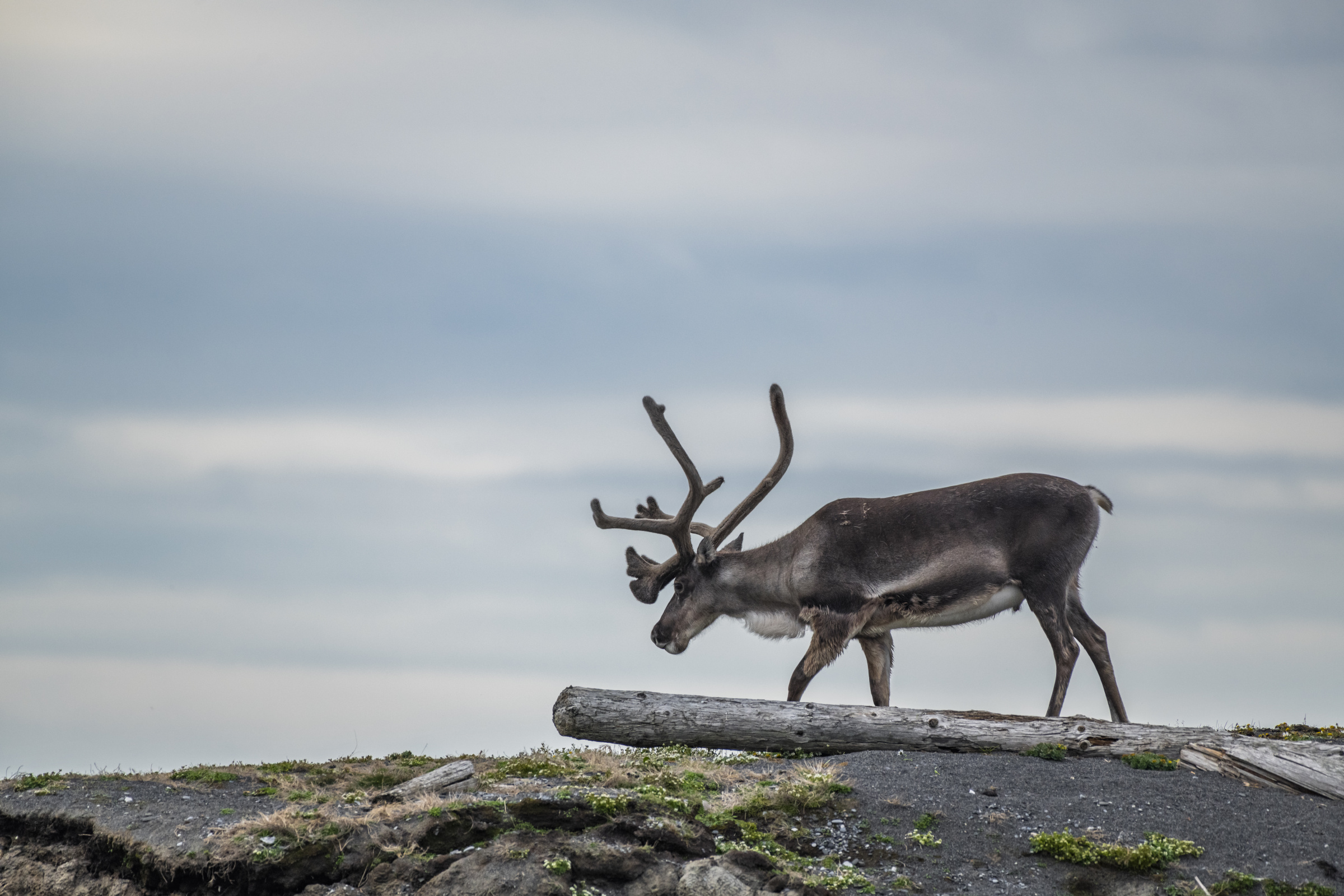 На островах архипелага обитает крупная популяция северных оленей. Фото: Виталий Новиков