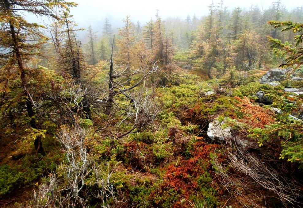 Горная тундра на вершине г. Быдыр. Фото:  ФГБУ 