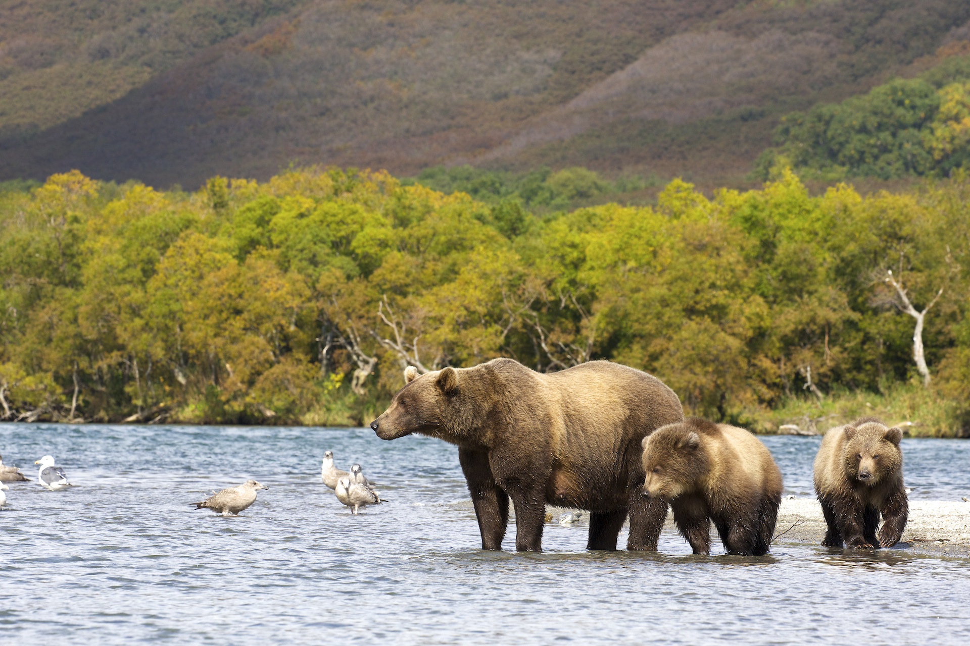 Медвежья семья с сеголетками на отмели на реке Озерной. Южно-Камчатский заказник. Фото: Константин Шатенев