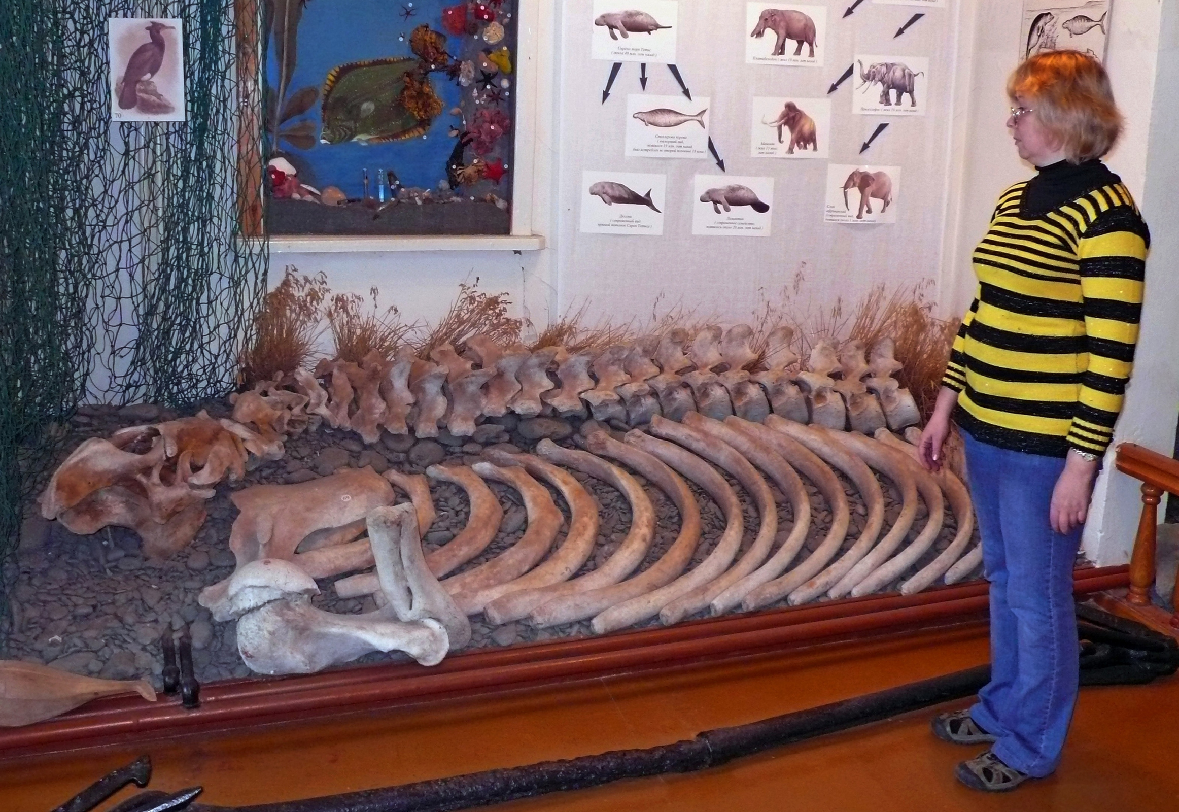 Скелет стеллеровой коровы в Никольском краеведческом музее. Фото: Владимир Горбатовский