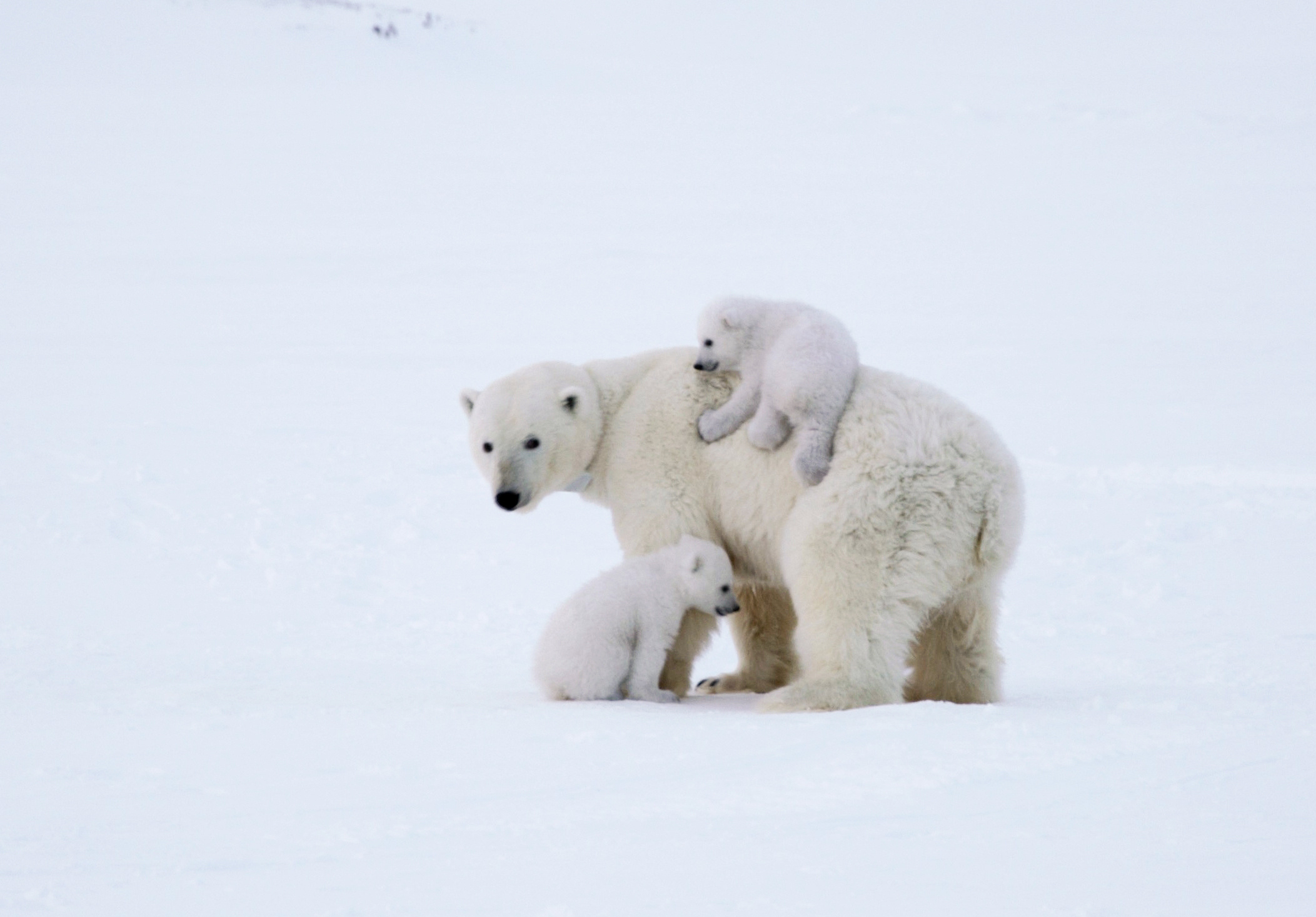 Самка белого медведя с сеголетками сразу после выхода из родовой берлоги. Сеголетками называют медвежат до года. Фото из фотоархива ИПЭЭ РАН.