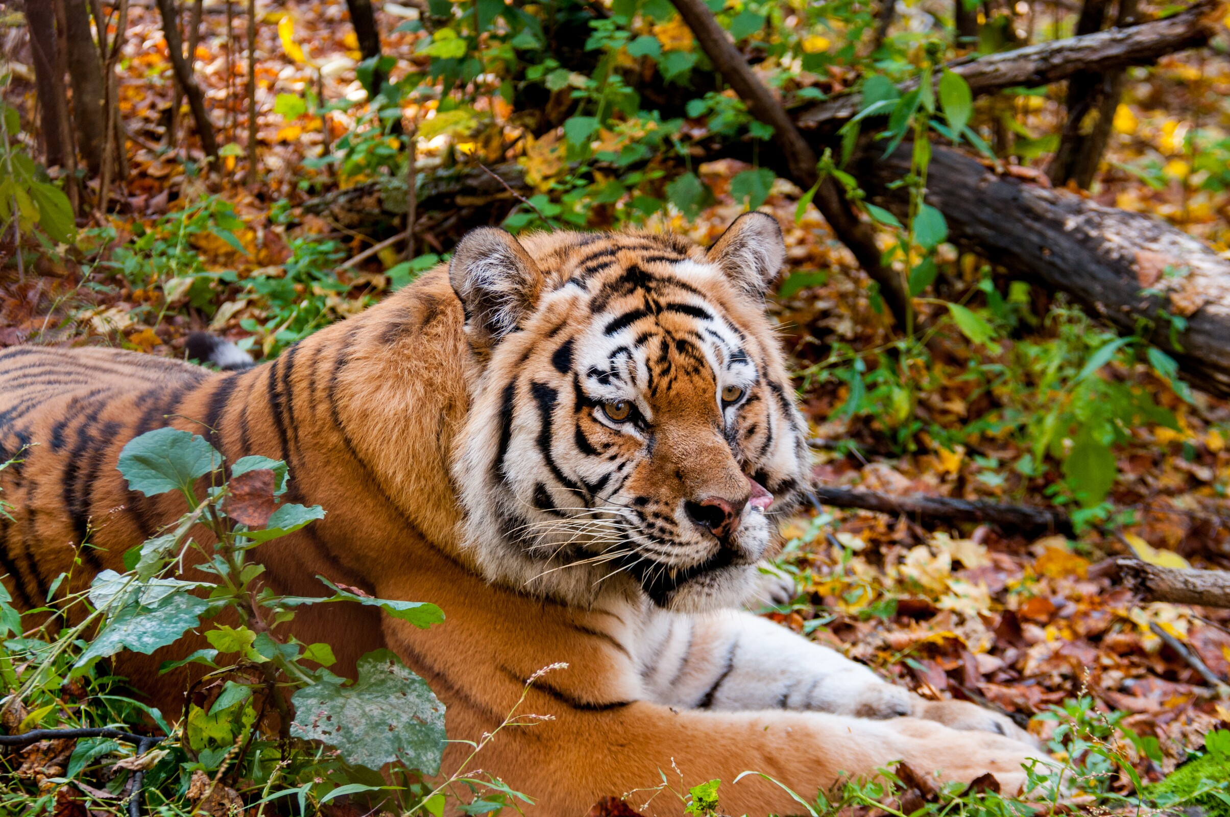 Амурский тигр в Хабаровском крае. Фото: Екатерина Белякина, участница конкурса РГО 