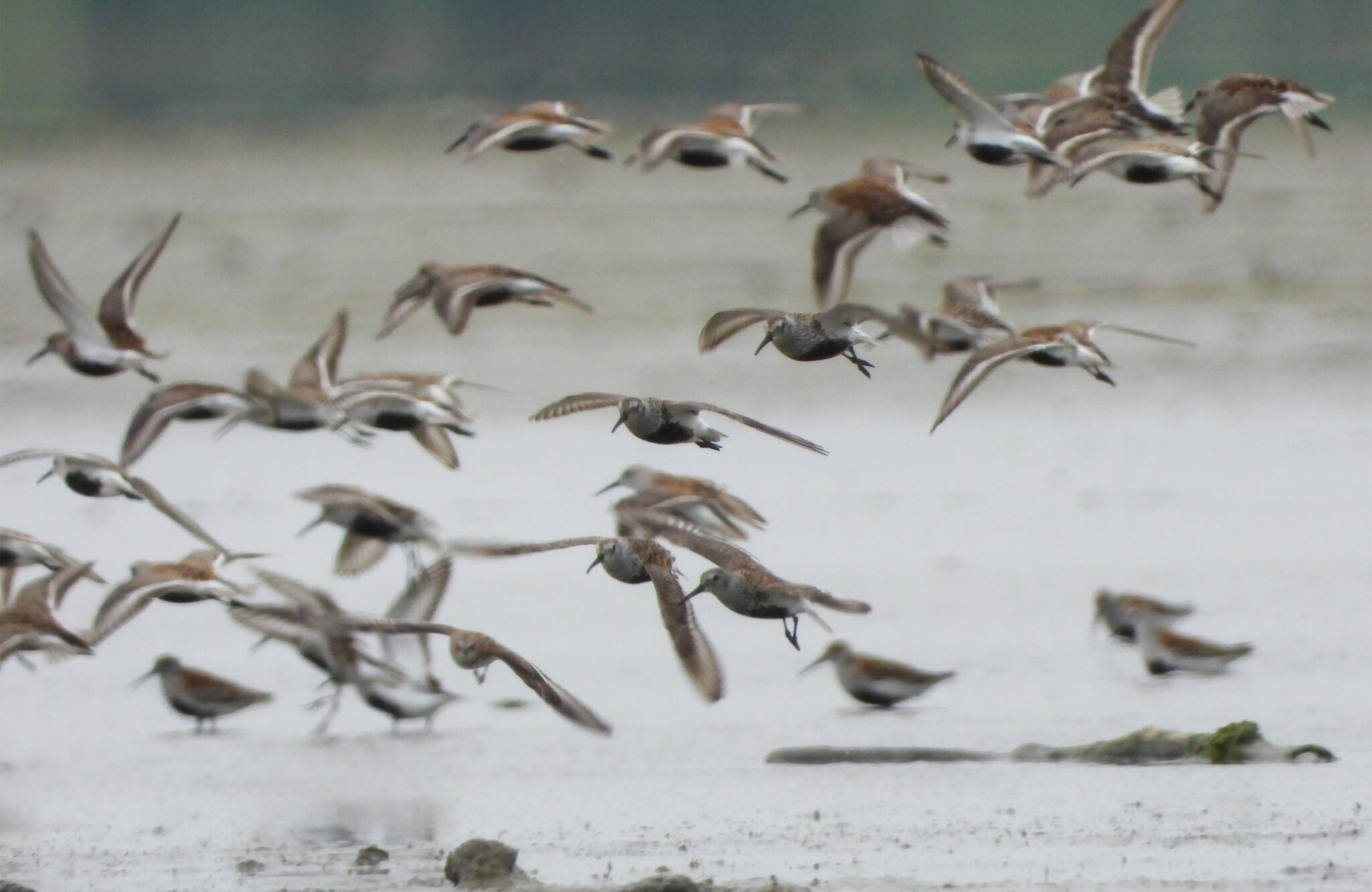 Птицы Кизлярского залива. Фото предоставлено Дагестанским заповедником