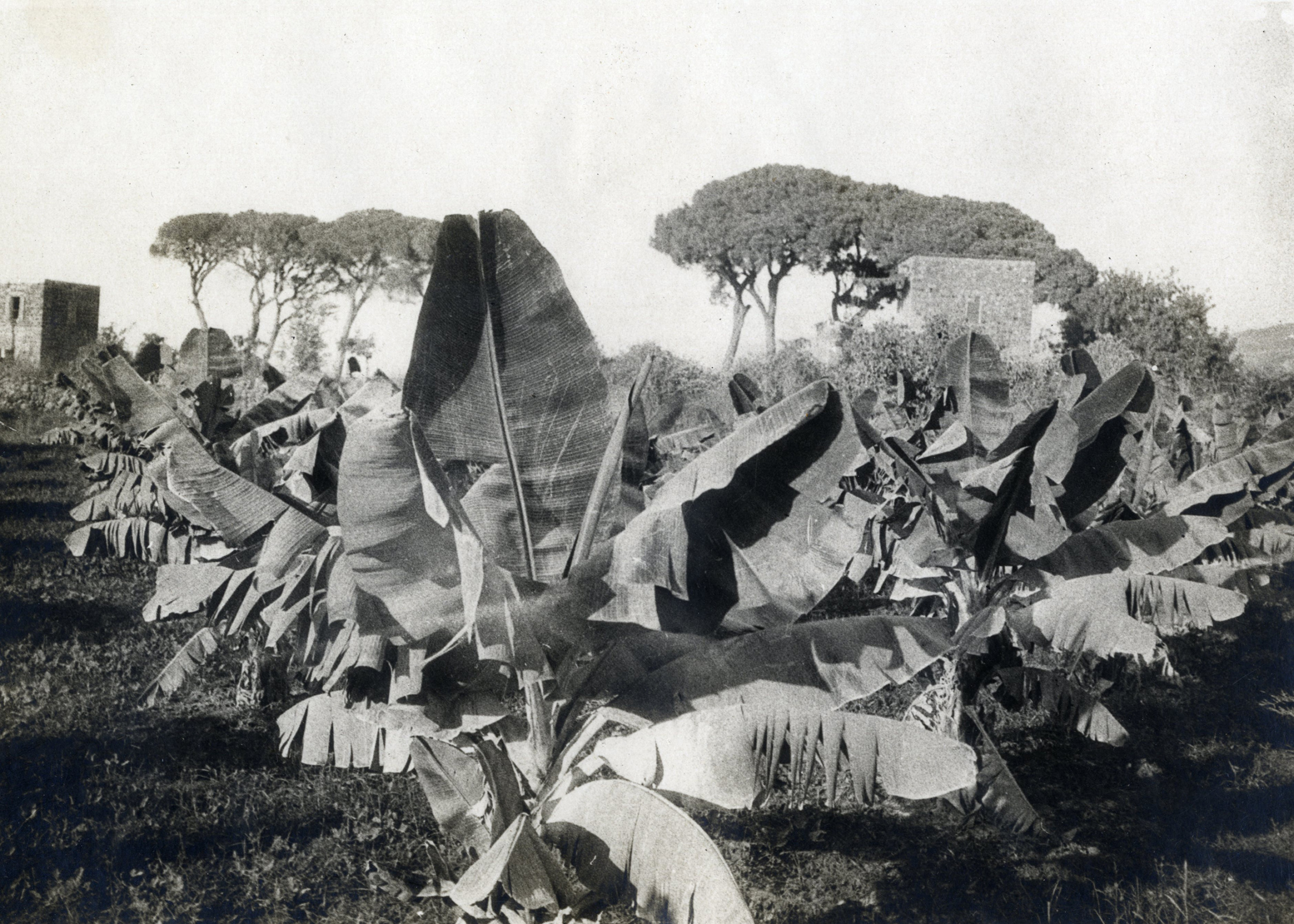 Вавилов тщательно изучал сельскохозяйственные культуры. Плантации банана около Бейрута. Фото: Научный архив РГО 