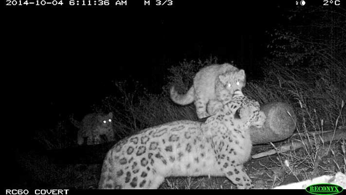 The young mother with cubs. The picture was taken with camera traps in Sayano-Shushensky Reserve