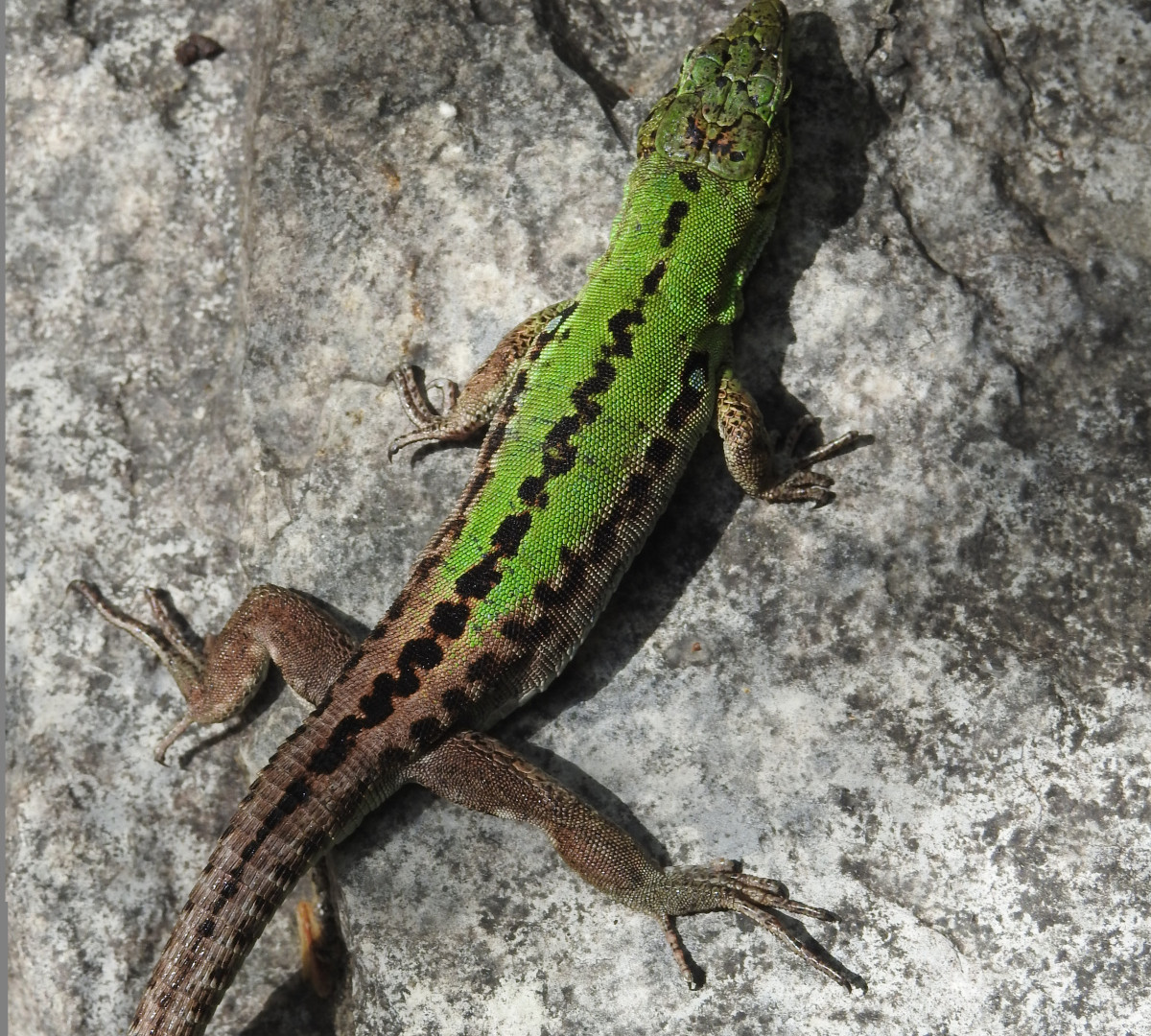 Podarcis siculus, Имеретинская низменность, взрослый самец