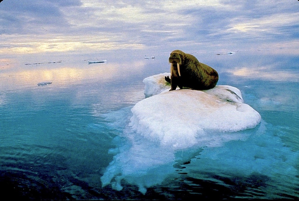 Морж на льдине. Фото: А. Лыскин