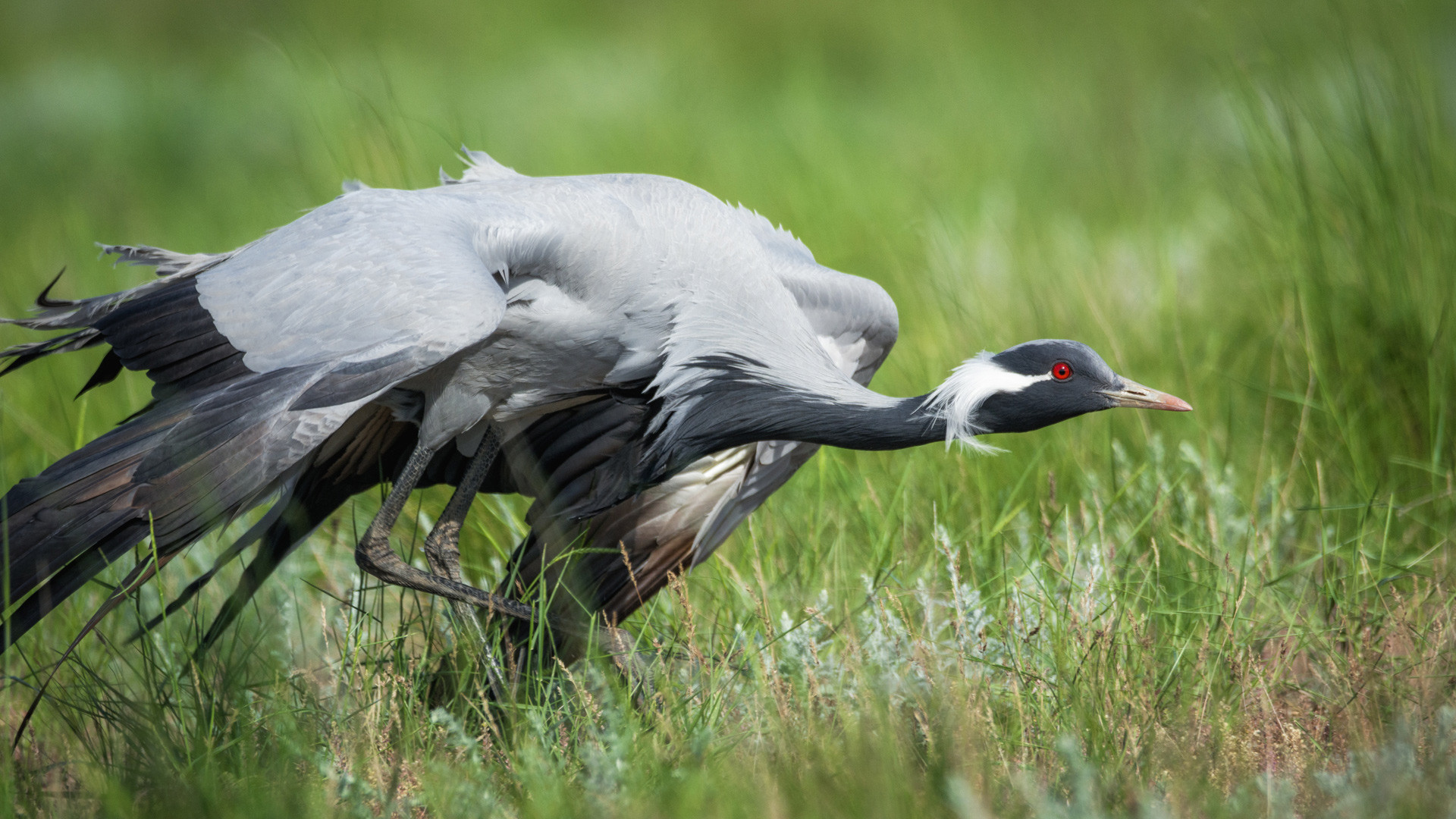 Журавль-красавка, заповедник «Черные земли». Фото: Николай Денисов, участник фотоконкурса РГО «Самая красивая страна»