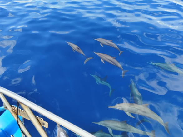 Dolphins accompany the sailboat. Photos of the expedition participants