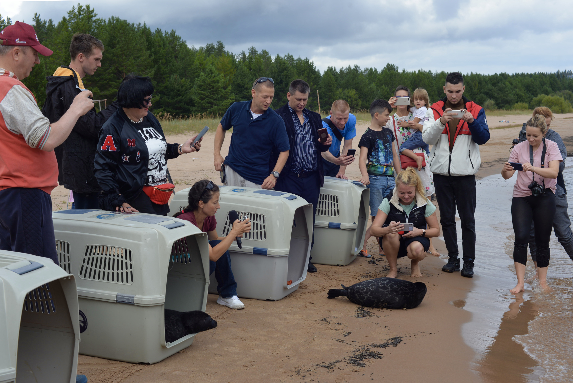 Как правило, выпущенные на волю тюлени быстро осваиваются. Фото: Фонд друзей балтийской нерпы 