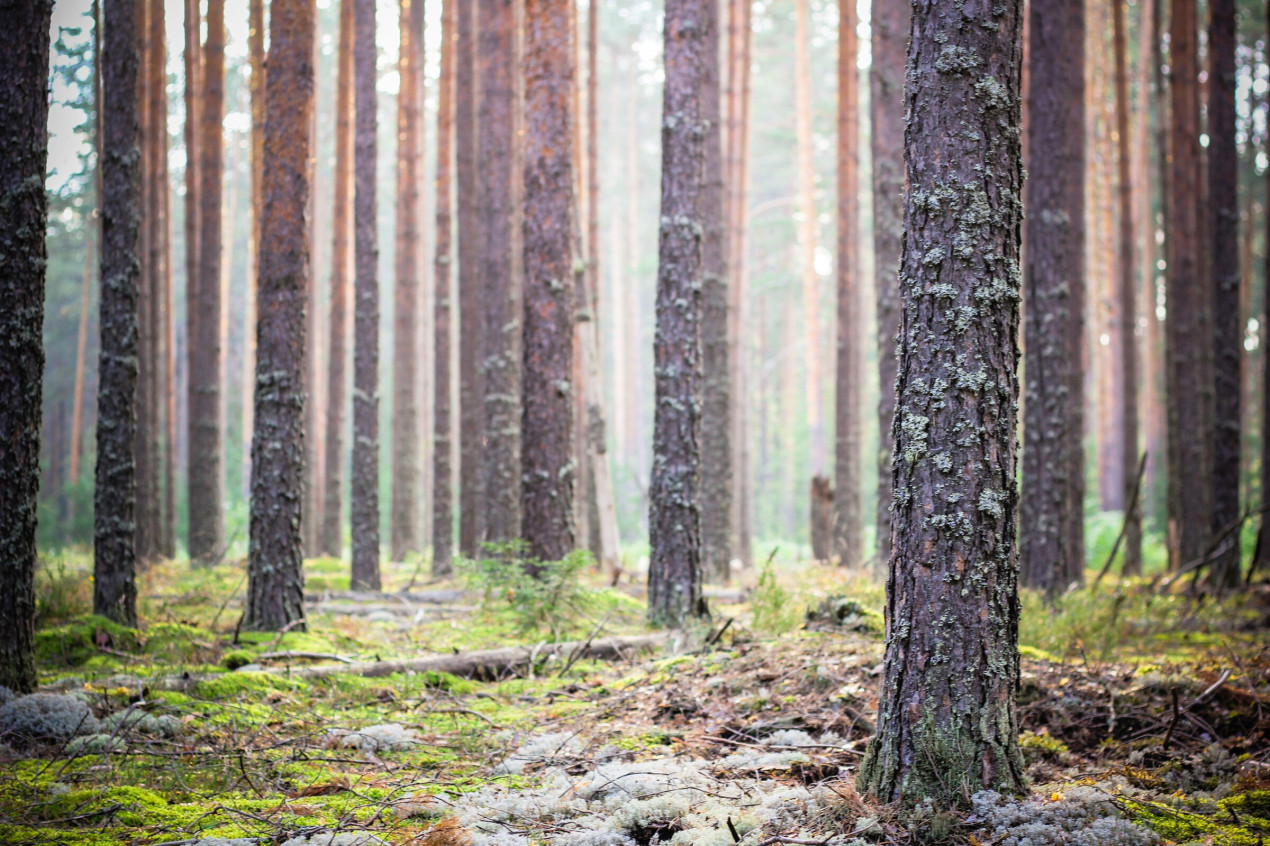 Сосновый лес в Костромской области. Фото: Алена Кузнецова, участник конкурса РГО «Самая красивая страна»