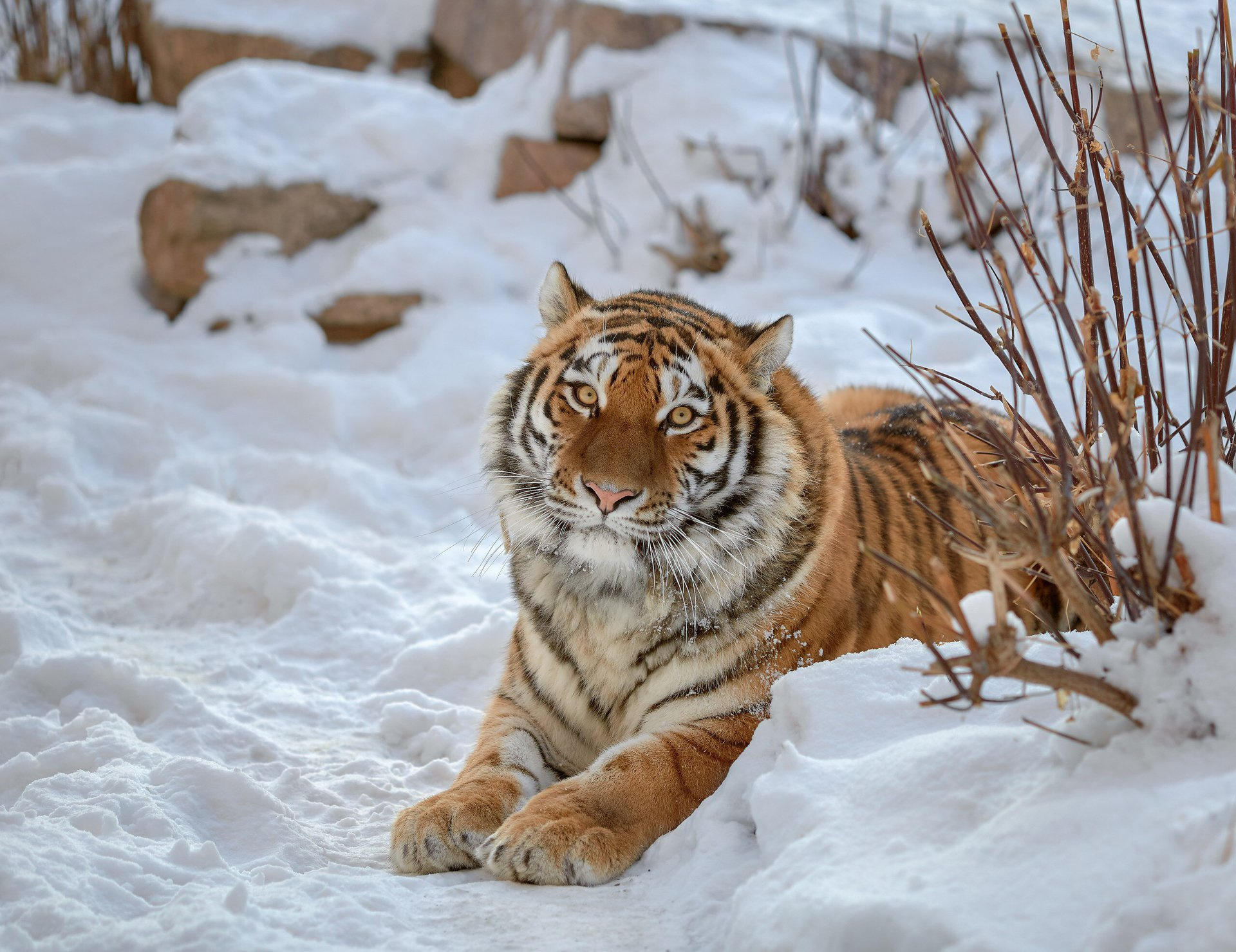 Фото со страницы facebook.com/amurtigercenter/