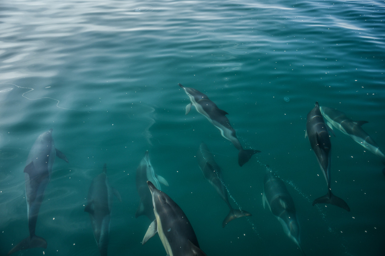 Стая дельфинов в Черном море. Фото: Анастасия Сердюк, участница конкурса РГО 