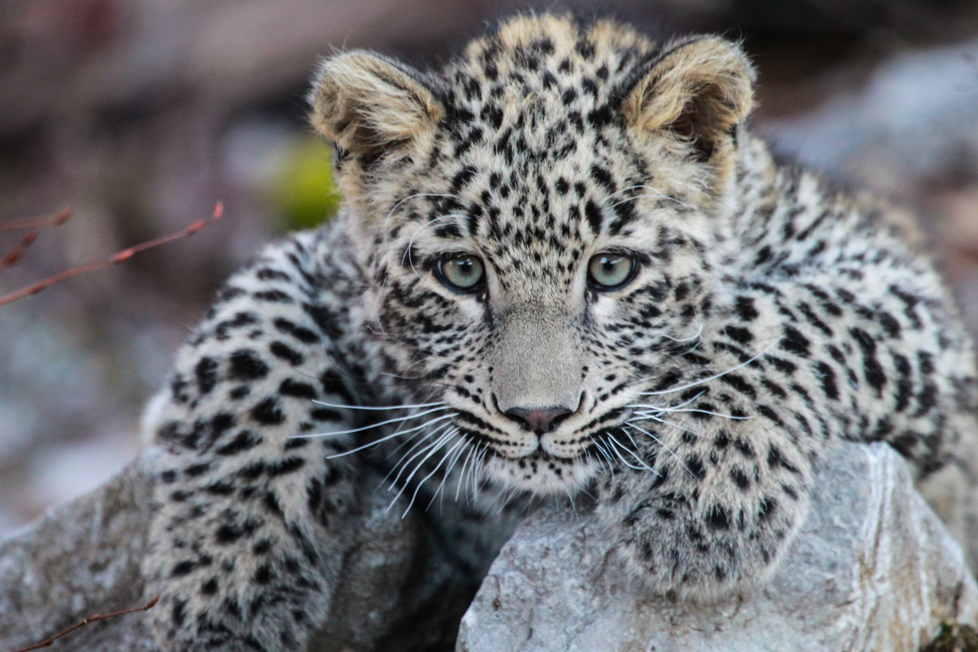 Котёнку леопарда полгода. Фото: Умар Семёнов
