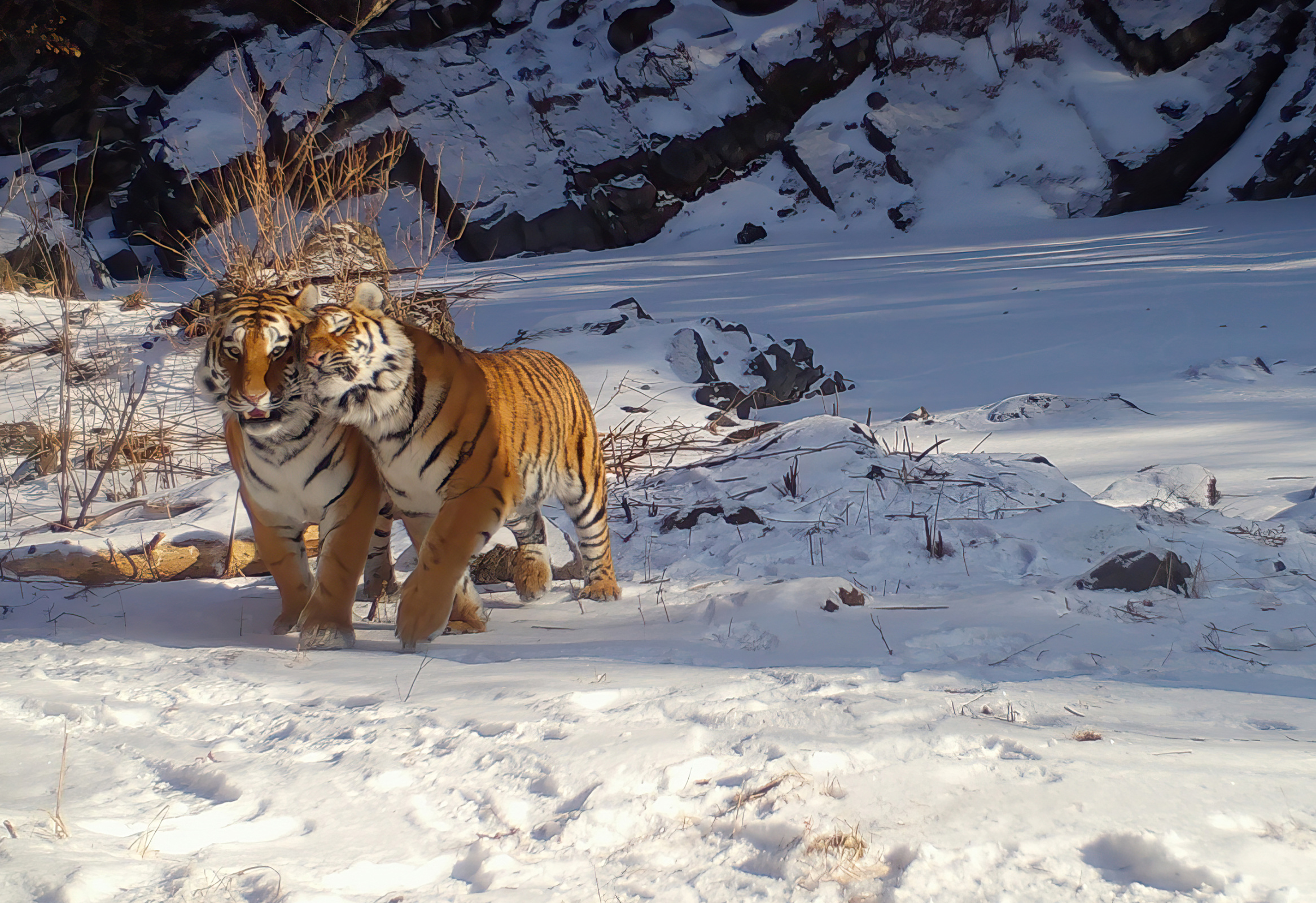 Самки тигра в природе мирно уживаются, битвы - удел самцов. Фото: Таисия Марченкова, участник конкурса 