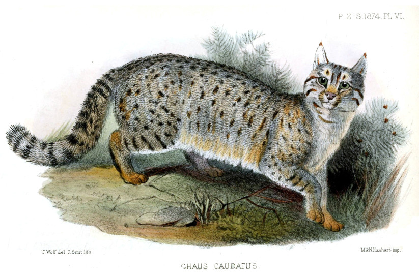 Иллюстрация болотной рыси. Джозеф Смит. Фото: wikipedia.org