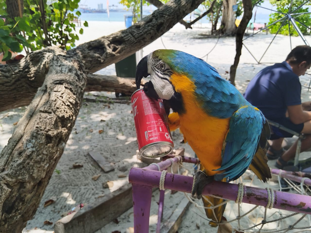 Large colorful parrots in the Maldives are finishing drinks from cans left by people. Photos of the expedition participants