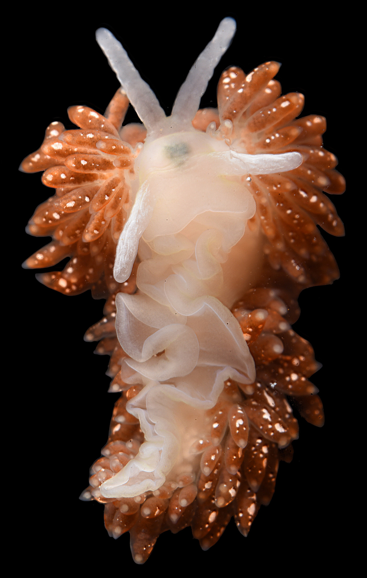 Голожаберный моллюск Diaphoreolis zvezda. Фото: Татьяна Коршунова и Александр Мартынов