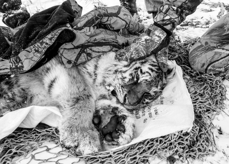 Жертва охоты. Фото: Евгений Табаликин, участник конкурса РГО «Самая красивая страна»