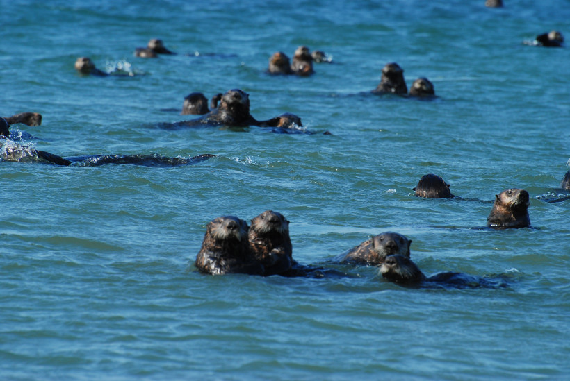 Здесь проживает крупная, стабильная группировка. Заказник «Малые Курилы». Фото: Игорь Самарин