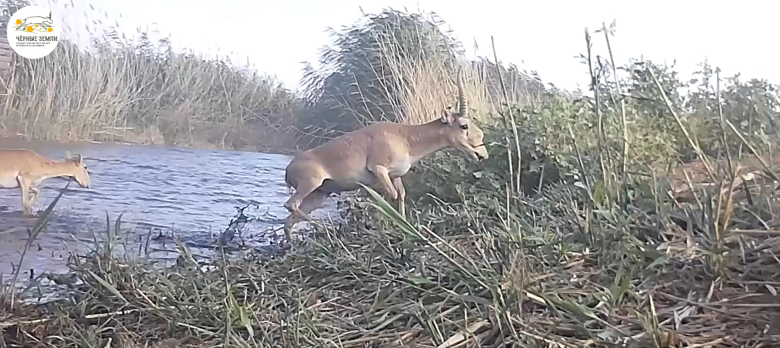 Бегущая земля 1. Конь бежит земля дрожит. Фильм земля 1. Бегущая земля 1. Построение лошади.