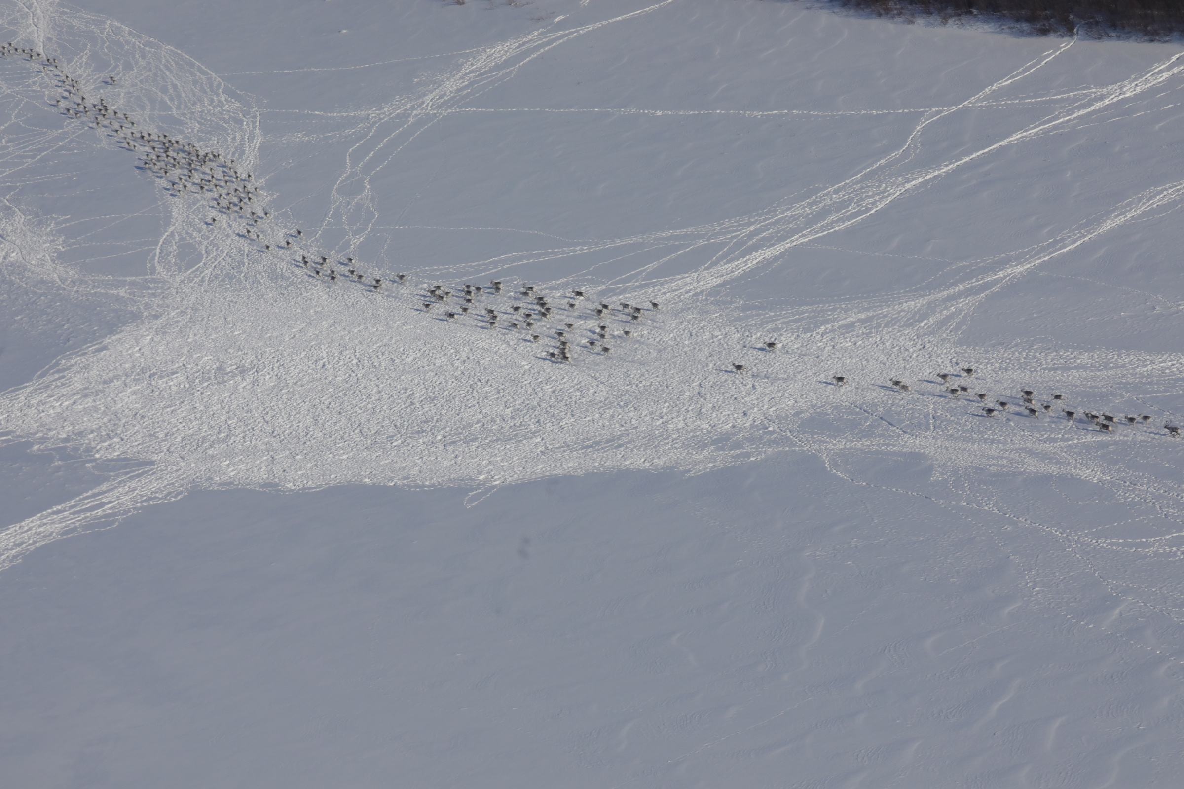 Миграция стада диких северных оленей. Фото: заповедник 