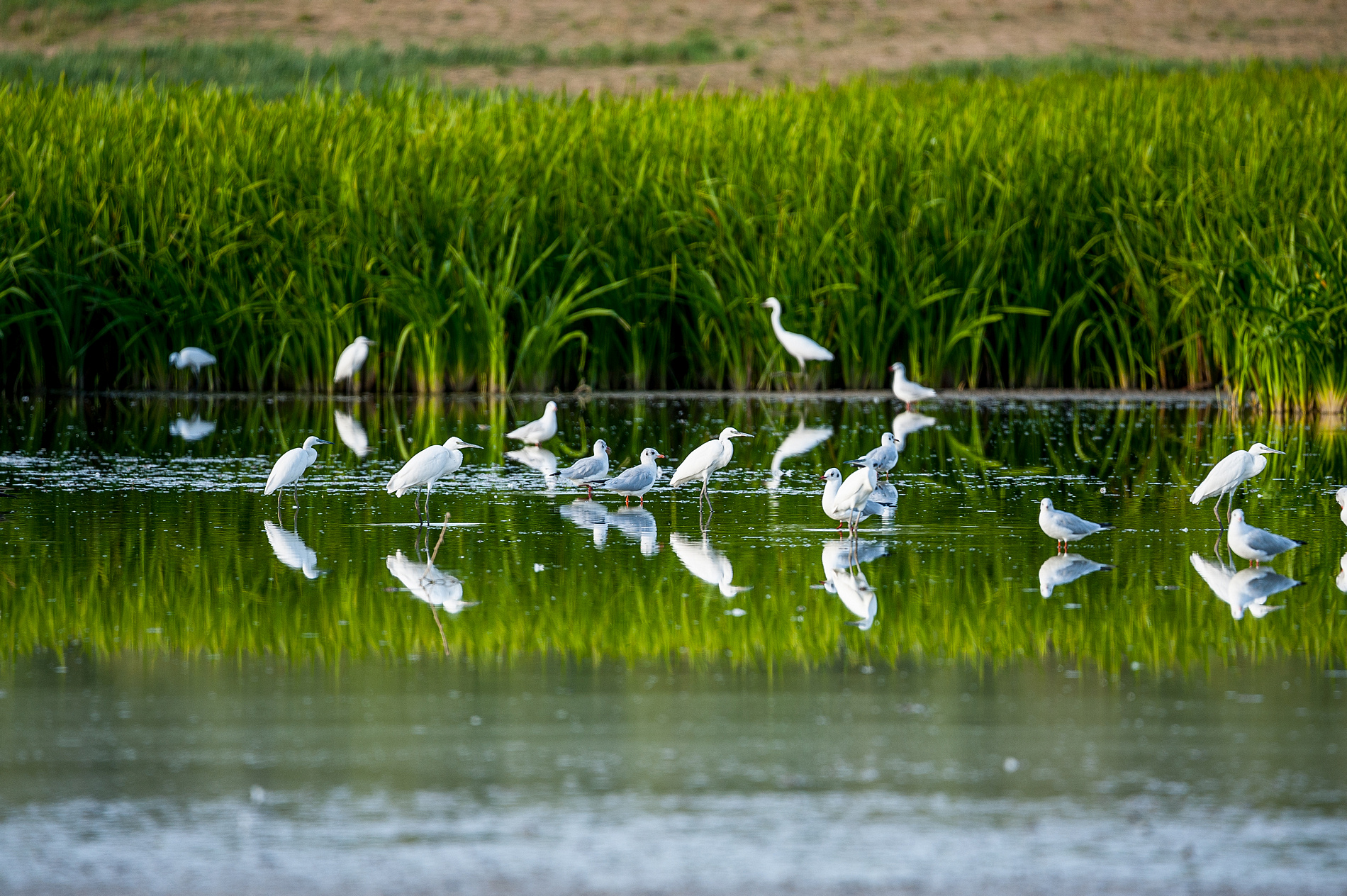 Малые белые цапли и чайки. Фото: Антон Юзбашев, участник конкурса РГО 