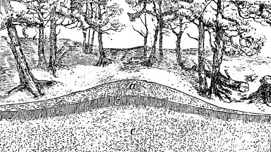 Иллюстрация из книги В.В.Докучаева «Русский чернозем». Фото: https://rusneb.ru