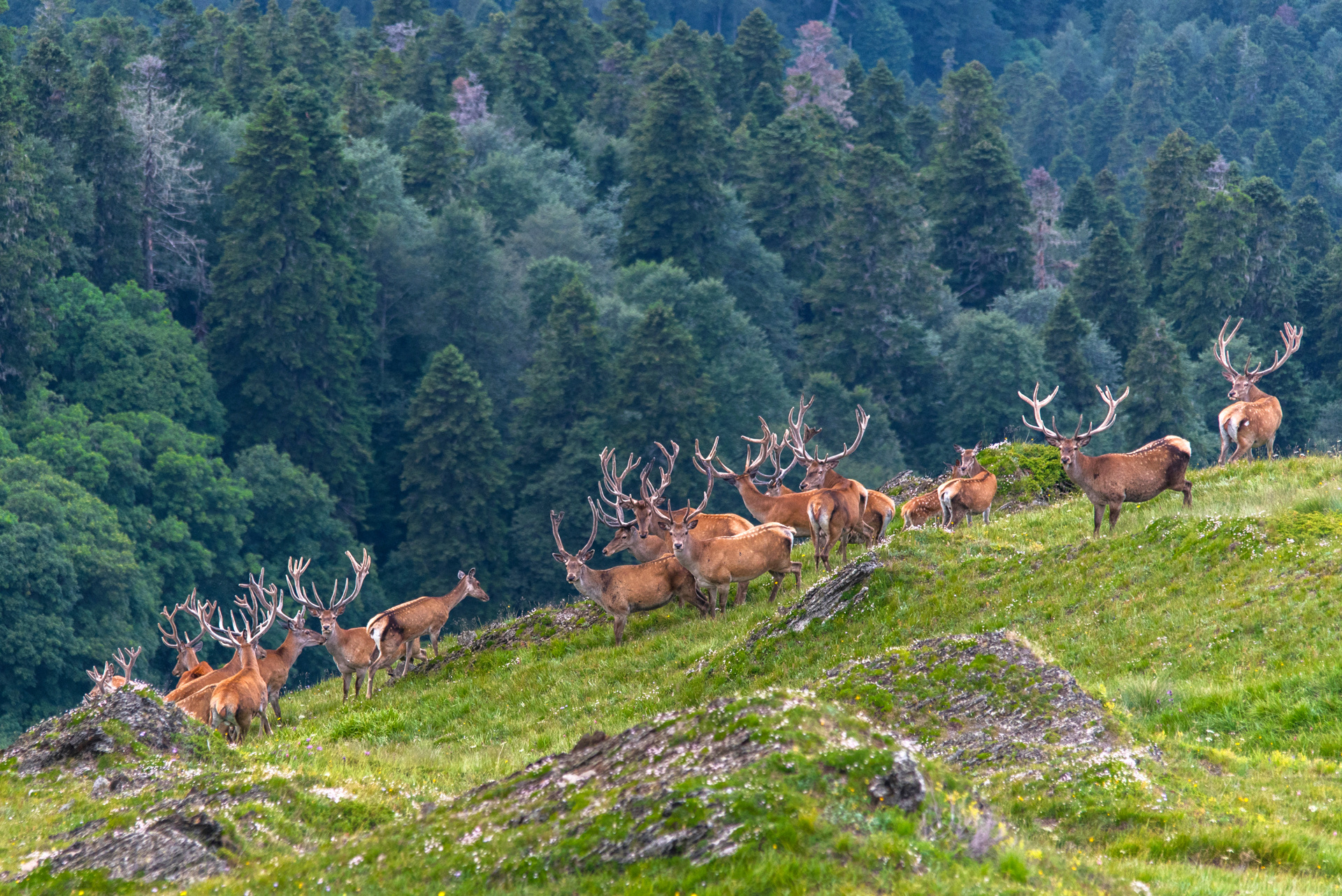 Кавказские олени. Фото: Дмитрий Андреев