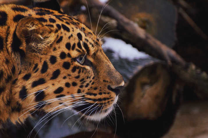 Численность дальневосточных леопардов в этом году порадовала. Фото: Сергей Соннов, участник конкурса РГО 