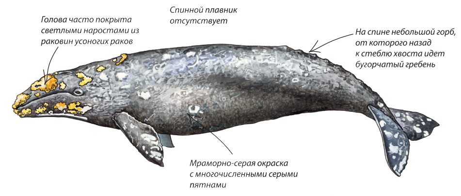 Главные отличительные особенности серого кита. Изображение: определитель морских млекопитающих Кроноцкого заповедника