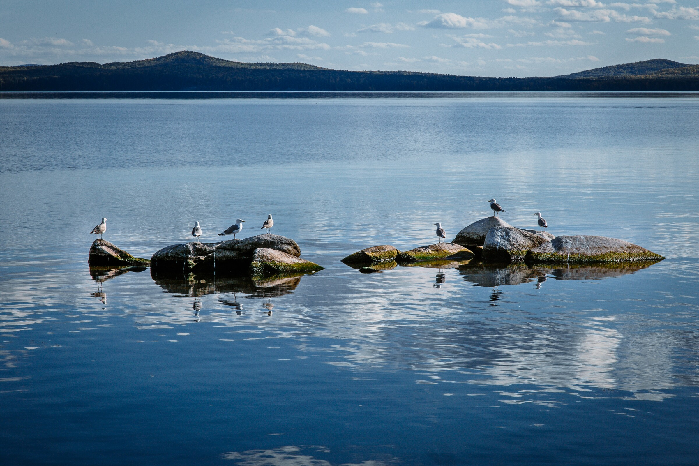 Чайки на озере Иткуль. Фото: Наталья Вольвач, участница конкурса РГО 