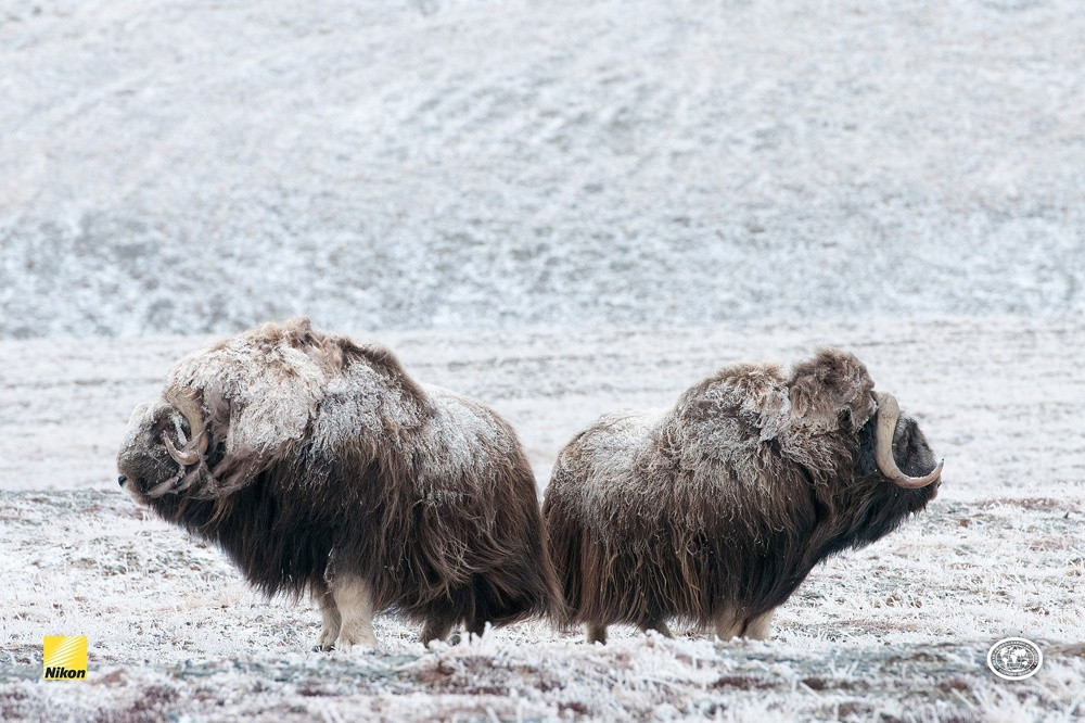 A muskoxen