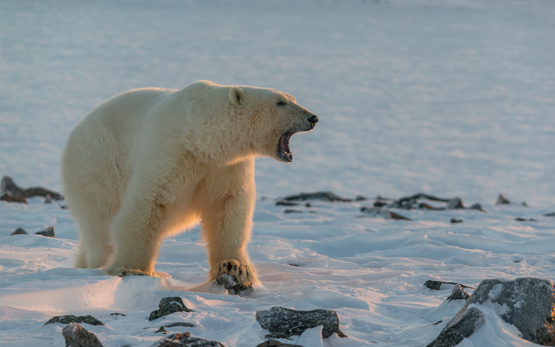 Подсчитать полярых хищников затруднительно, но повысить точность учёта можно. Фото: Максим Демин