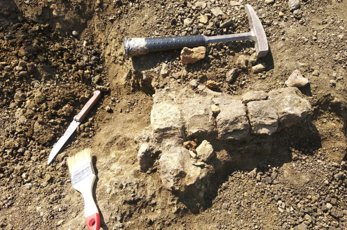 Найденные остатки доисторических ящеров. Фото: Оренбургское отделение РГО