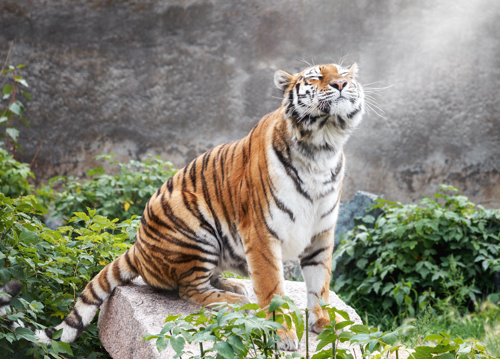 Тигр доволен. Фото: Олег Богданов