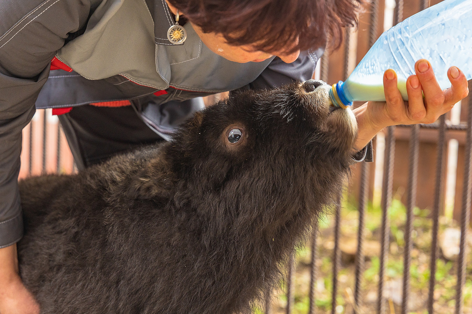 Маленькую Алану кормят молоком. Фото: Олег Чипура / парк «Роев ручей»