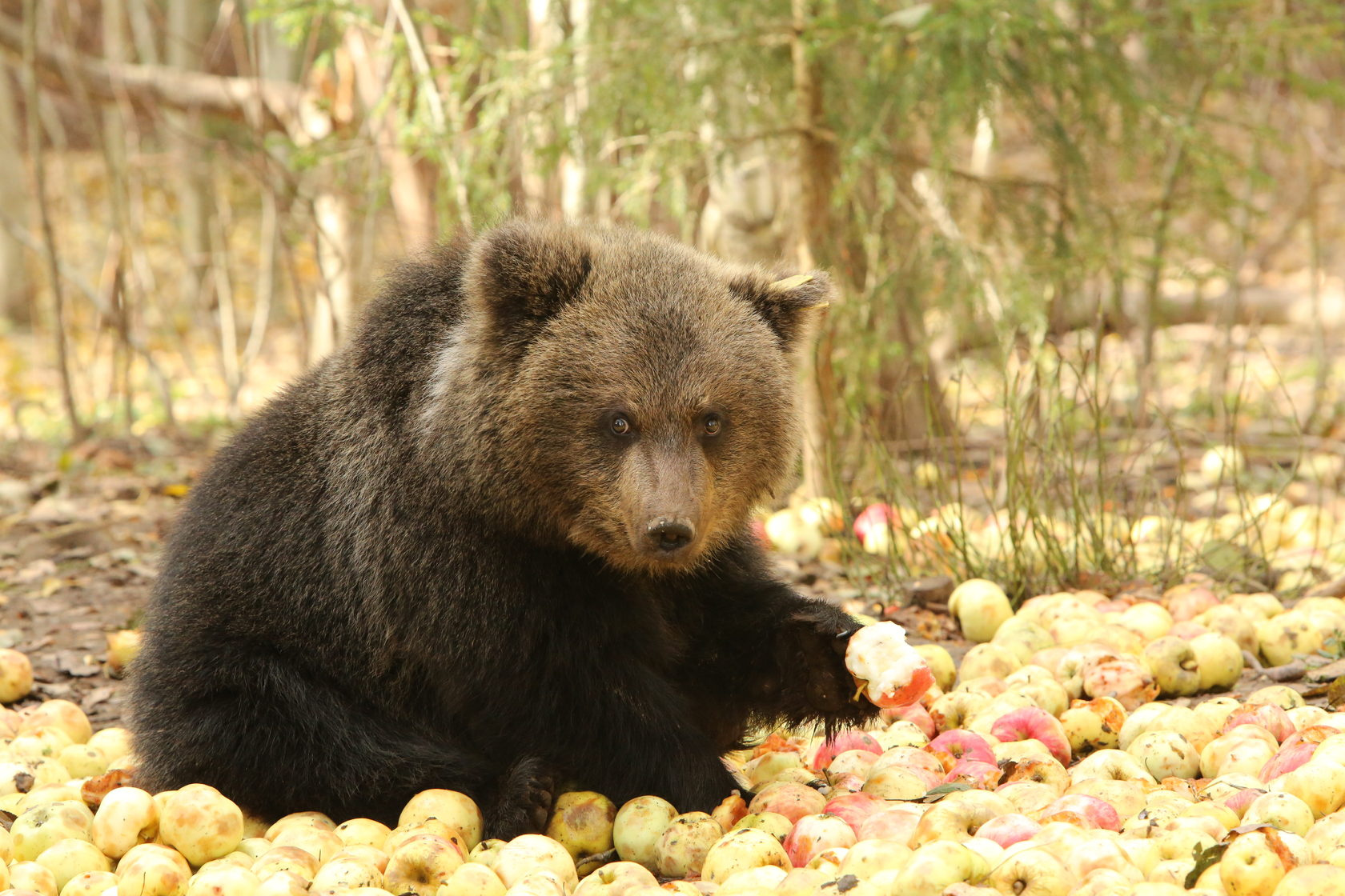  Фото предоставлено Центром спасения медвежат-сирот