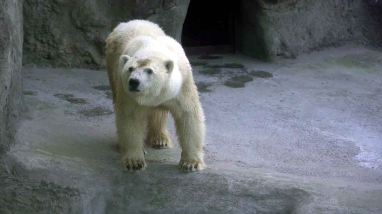 Кадр видеозаписи Московского зоопарка
