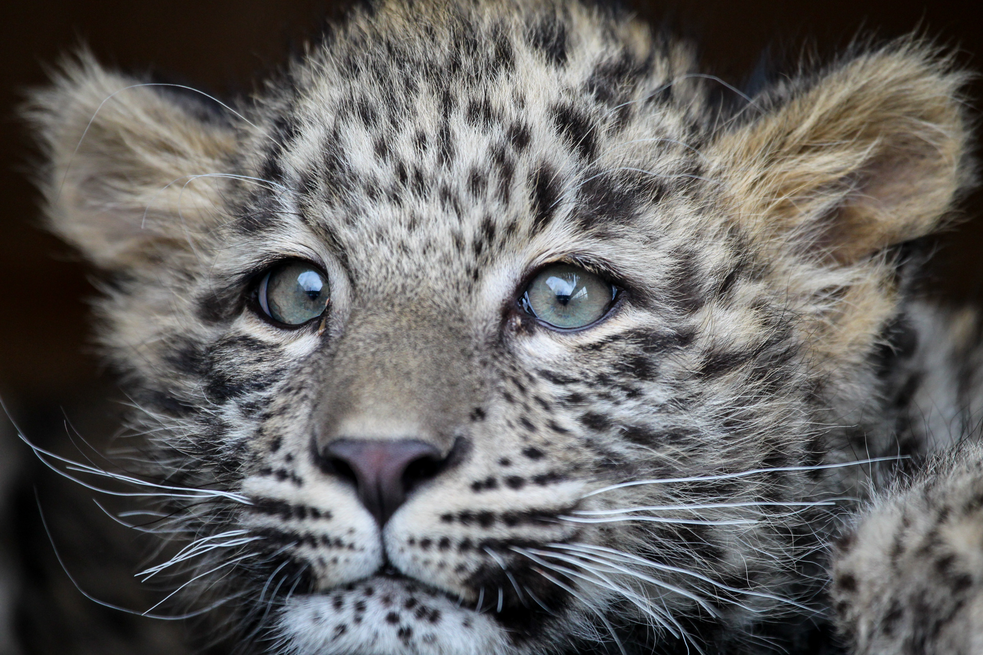 Леопардёнок Гром. Фото: Умар Семёнов