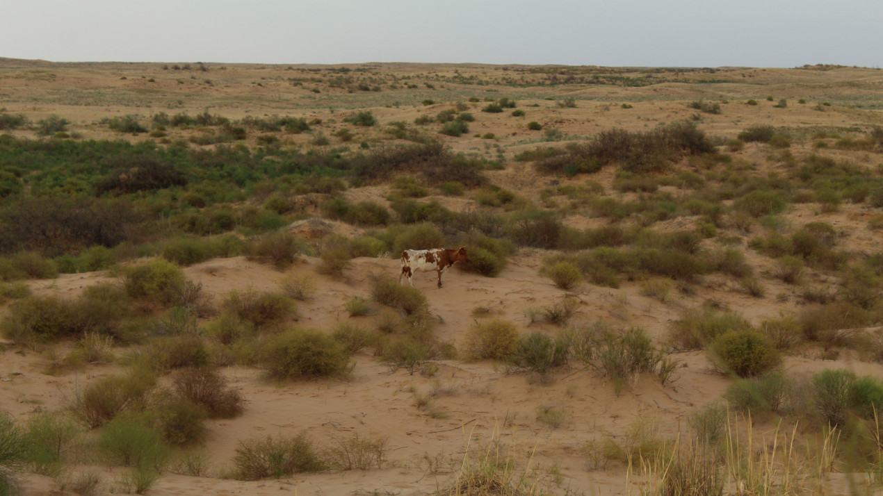 Бескрайние просторы. Фото: Ирина Филипенко, участник конкурса РГО «Самая красивая страна»