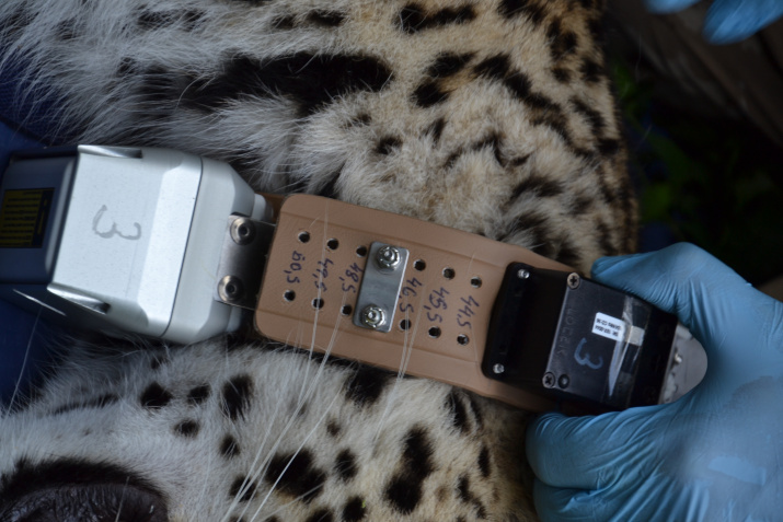 Примерка спутникового ошейника. Фото: Умар Семенов. Центр восстановления леопардов на Кавказе
