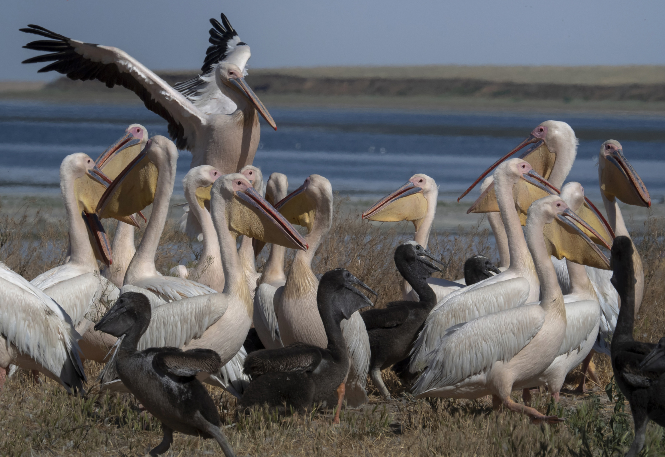 Клюв пеликана на редкость многофункционален. Фото: Ольга Католичук