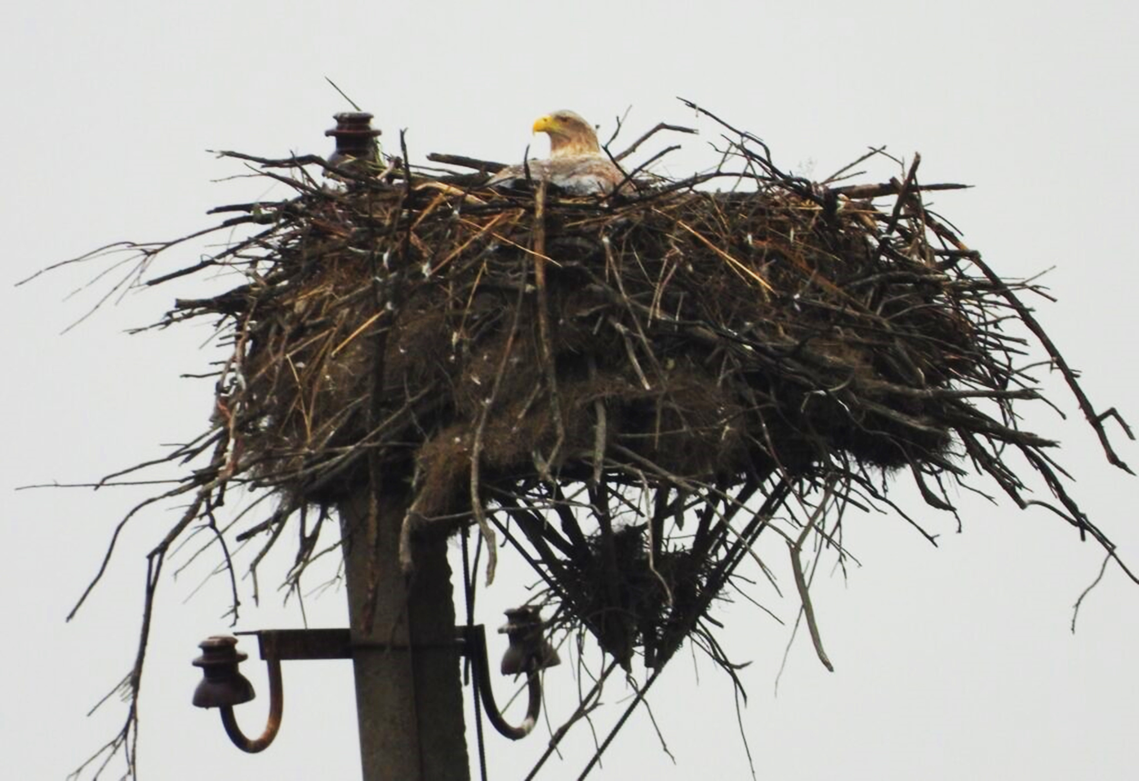 Гнездо орлана на искусственной платформе. Фото предоставлено Дагестанским заповедником
