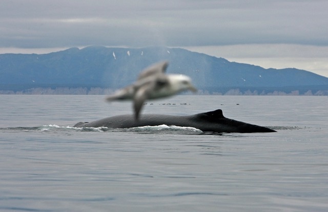Горбатые киты, Карагинский залив, 2005 г. Фото: Александр Бурдин