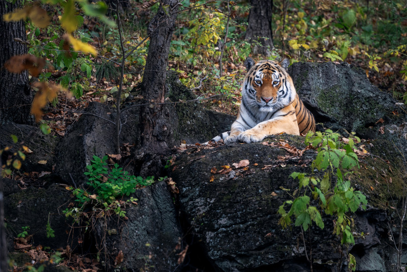 «Амурский тигр в дикой природе». Фото: Александр Телешов, участник фотоконкурса РГО «Самая красивая страна»