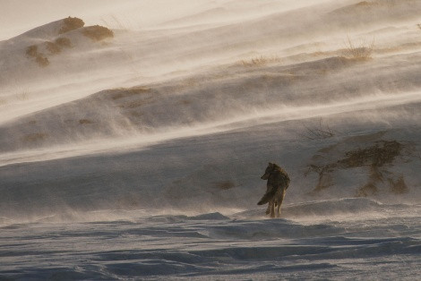 «The snowstorm», photo by Ivan Kislov, the winner of the forst photo contest «The most beautiful country» in the nomination «Animals»