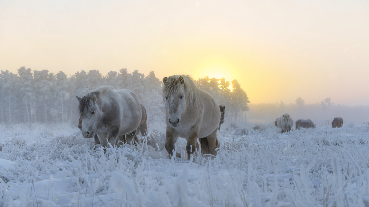 Якутские лошади. Фото: Анастасия Тетерина, участник конкурса РГО «Самая красивая страна»